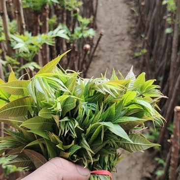 新鲜香椿芽，大量现货，一手货源，欢迎咨询采购