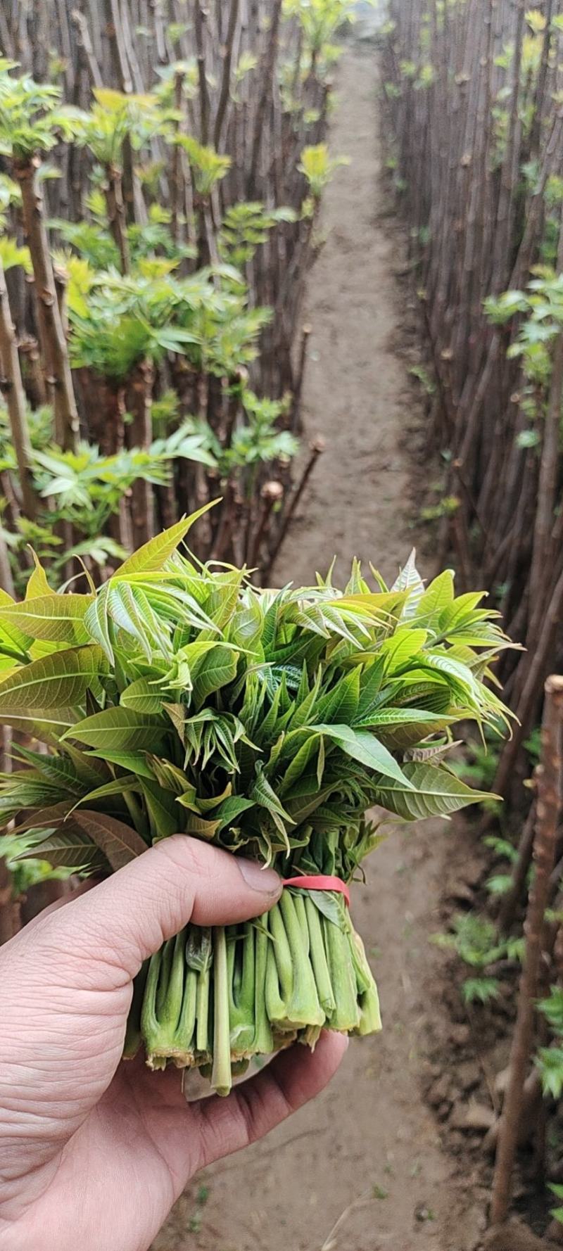 新鲜香椿芽，大量现货，一手货源，欢迎咨询采购