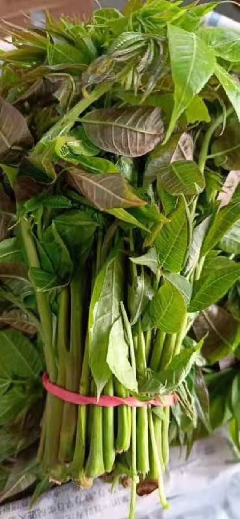 新鲜香椿芽，大量现货，一手货源，欢迎咨询采购