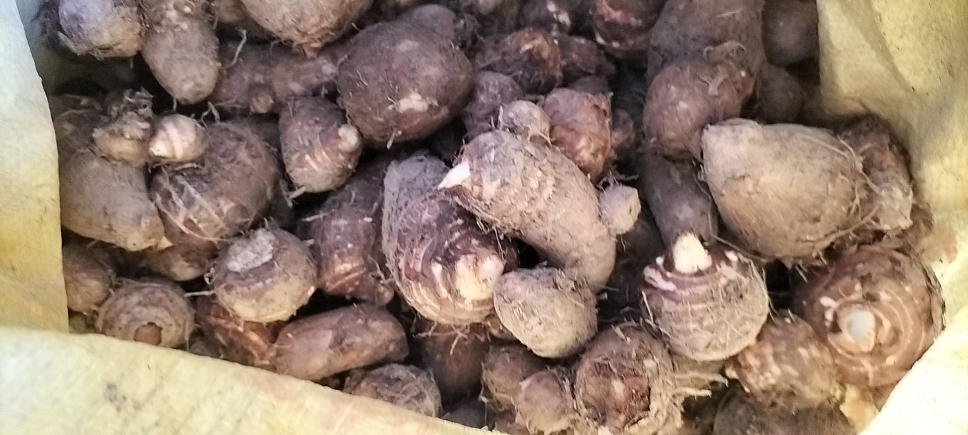 烤毛芋头烘烤过程图