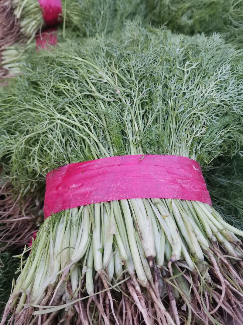 【精品】茴香河北茴香产地直发一手货源价低欢迎咨询