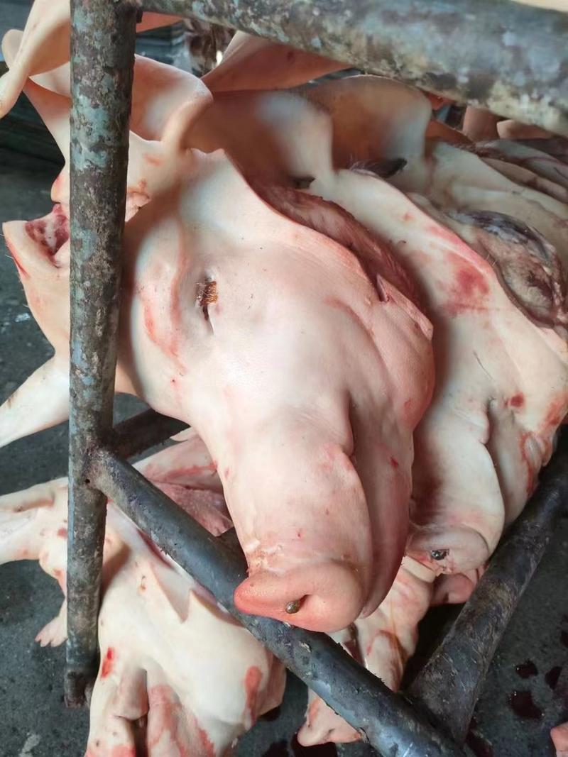 猪头肉，手续齐全新货，质量有保障带耳朵，带口条