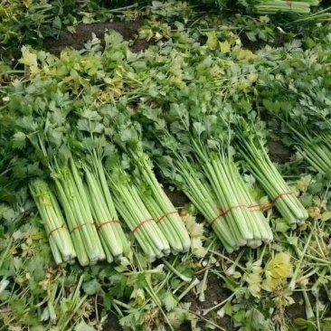 精品香芹大量上市，品质好