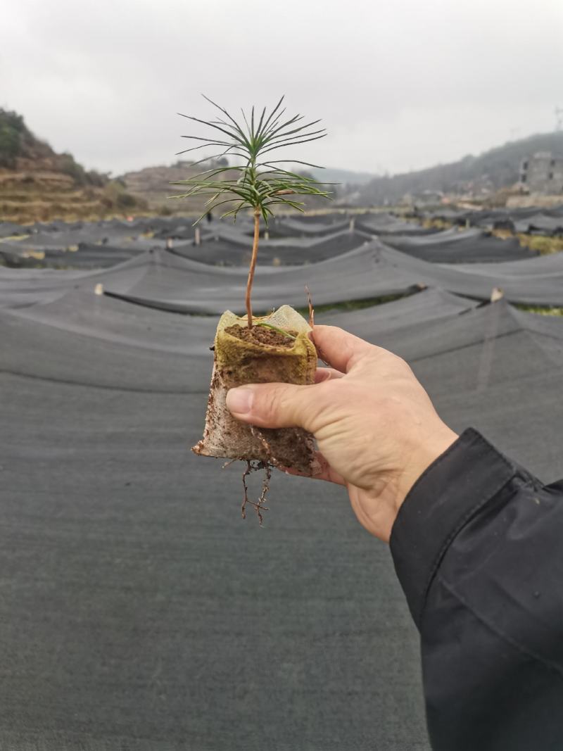 一千万优质华山松造林苗批发