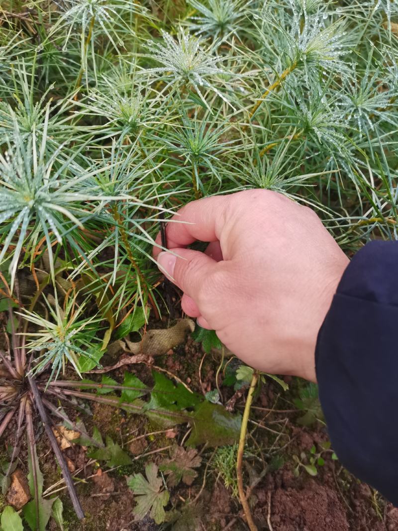 一千万优质华山松造林苗批发