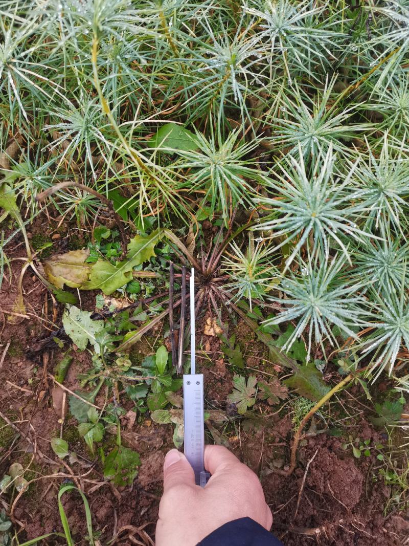一千万优质华山松造林苗批发