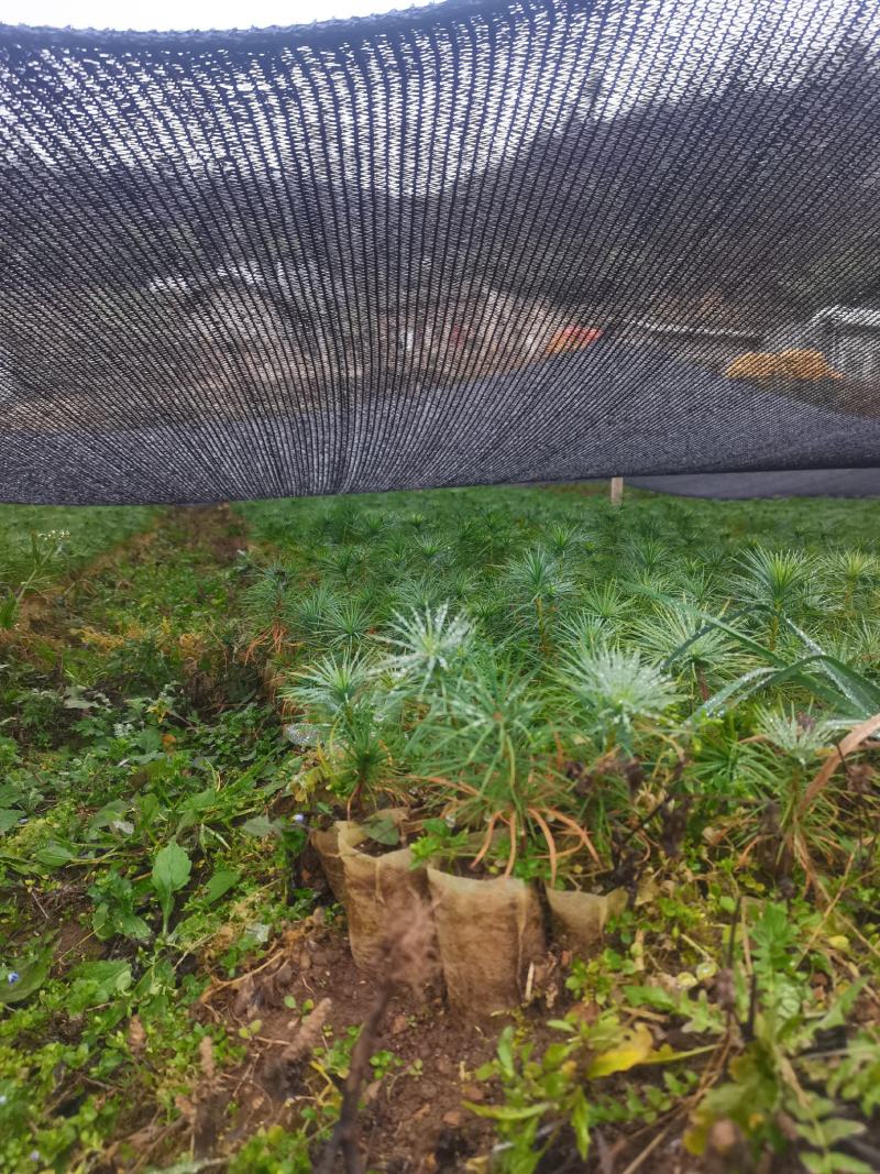 一千万优质华山松造林苗批发