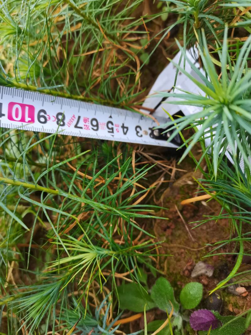 一千万优质华山松造林苗批发