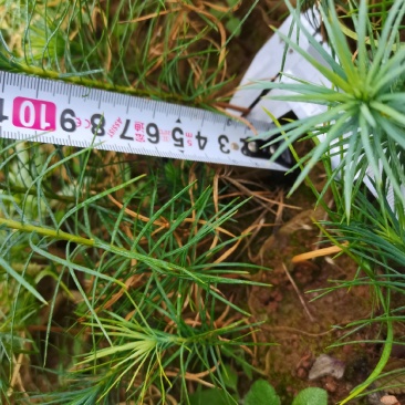 一千万优质华山松造林苗批发