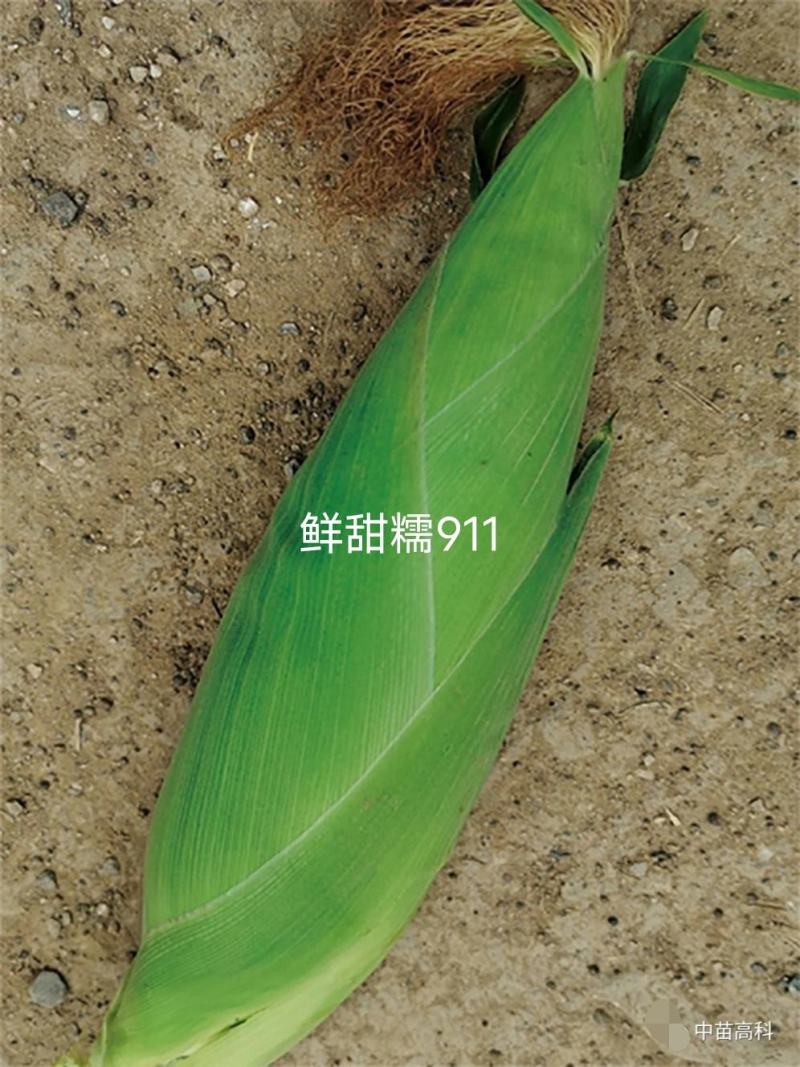 中苗鲜甜糯911特大棒甜加糯玉米种子白色甜糯玉米种子