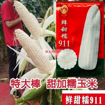 中苗鲜甜糯911特大棒甜加糯玉米种子白色甜糯玉米种子