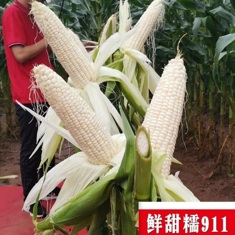 中苗鲜甜糯911特大棒甜加糯玉米种子白色甜糯玉米种子