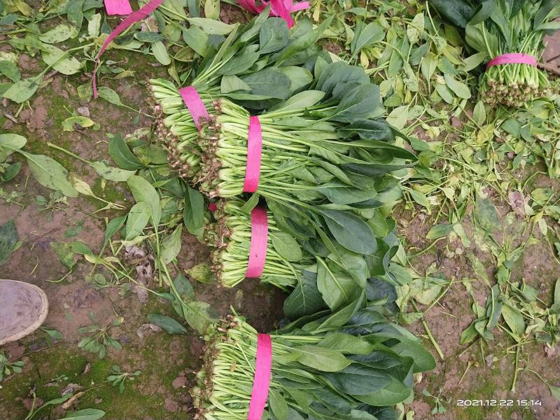 山东菠菜惠民25公分精品菠菜，实力商家