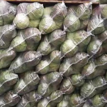 包菜球白菜甘蓝大量有货