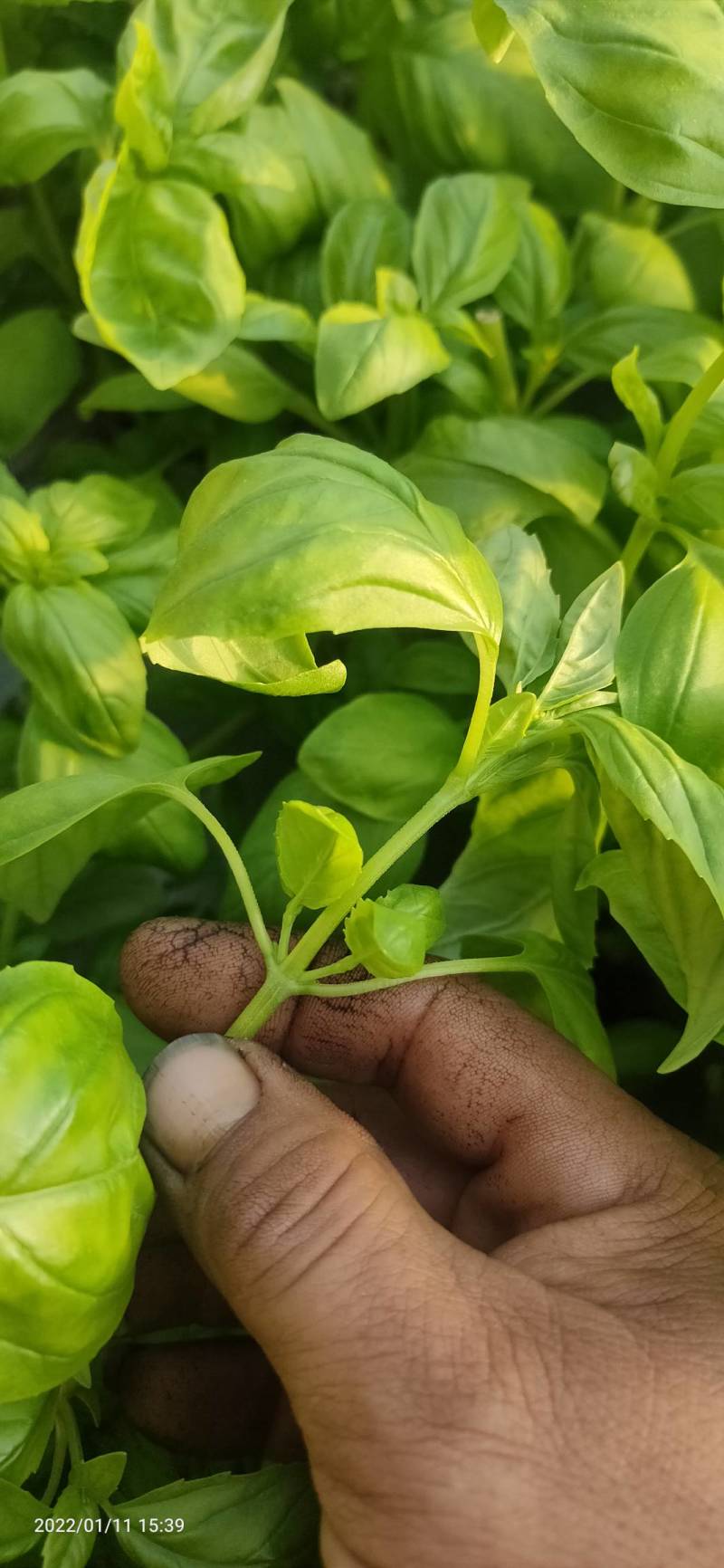 河北食用罗勒叶大棚养殖，货源充足，保质保量，欢迎电话联系