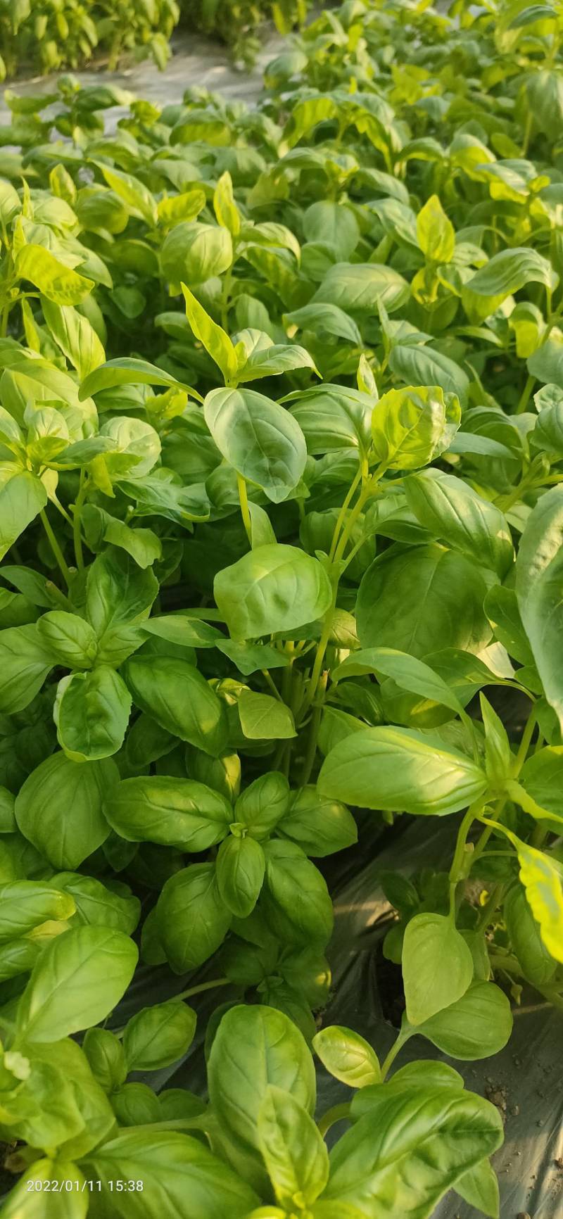 河北食用罗勒叶大棚养殖，货源充足，保质保量，欢迎电话联系