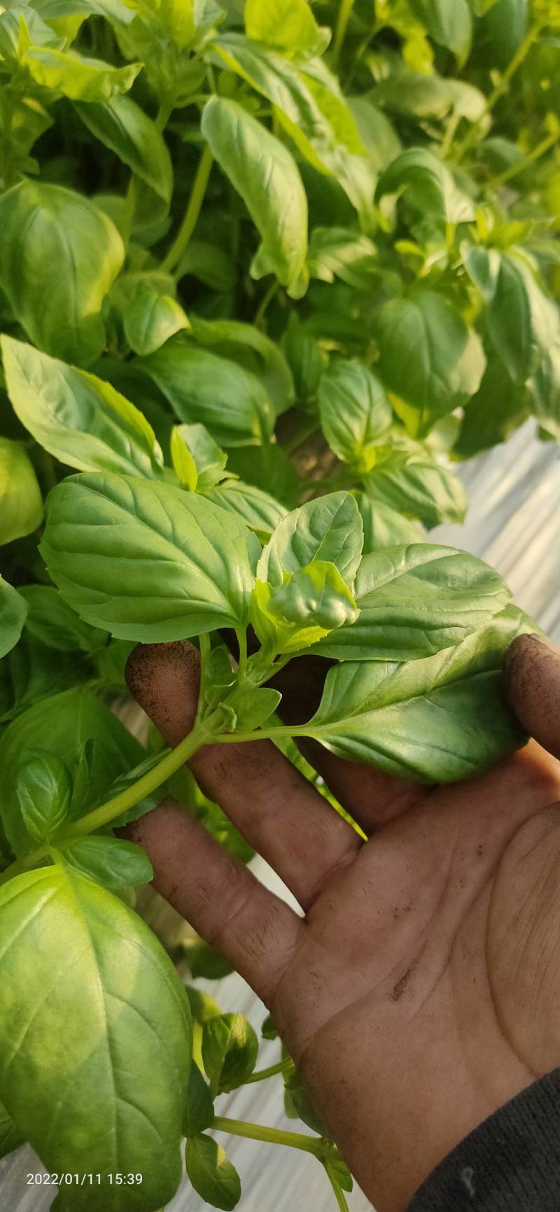 河北食用罗勒叶大棚养殖，货源充足，保质保量，欢迎电话联系