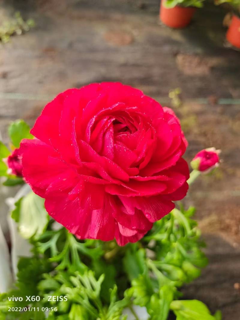 芹叶牡丹花毛茛基地直供，货源充足全国发货