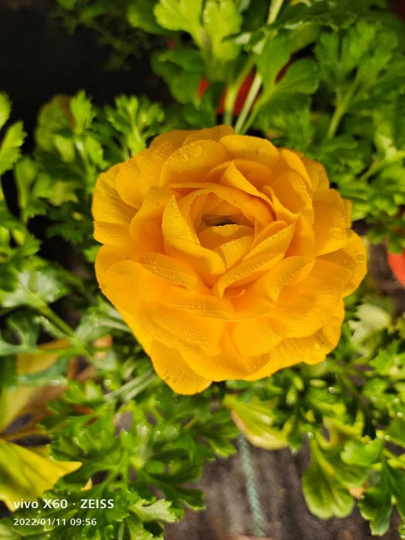 芹叶牡丹花毛茛基地直供，货源充足全国发货