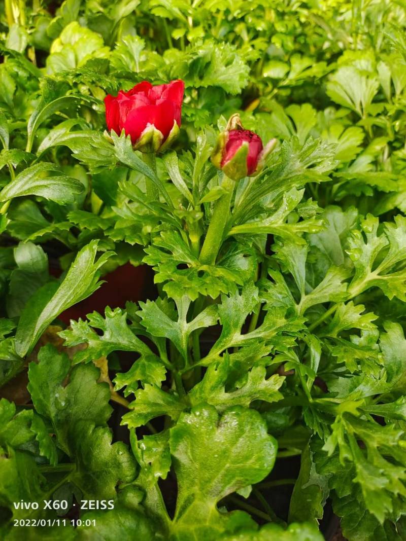 芹叶牡丹花毛茛基地直供，货源充足全国发货