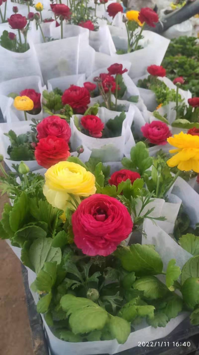 芹叶牡丹花毛茛基地直供，货源充足全国发货