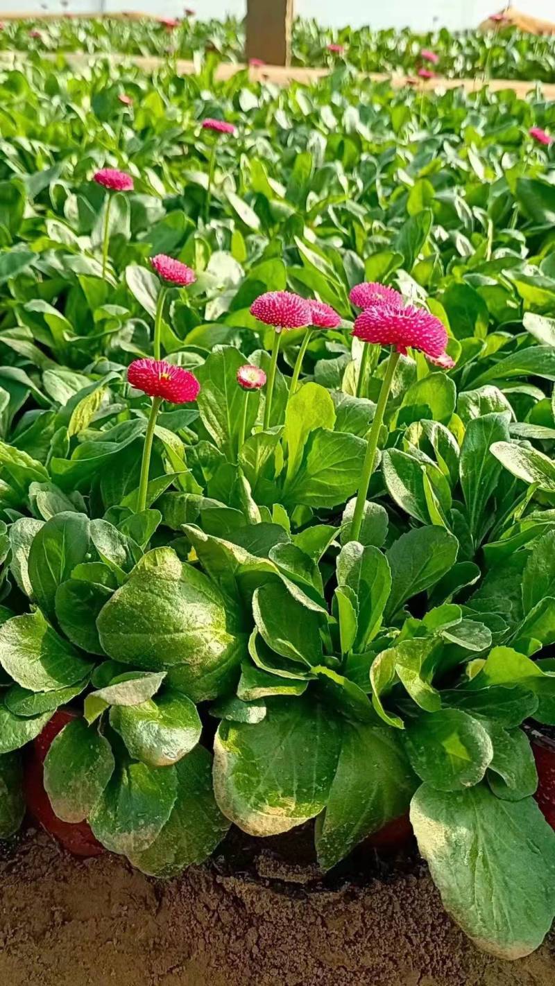 芹叶牡丹花毛茛基地直供，货源充足全国发货