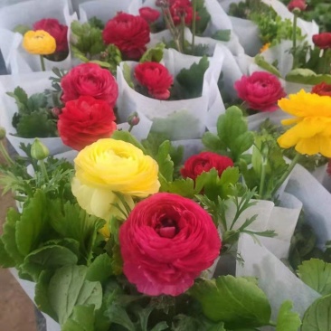 芹叶牡丹花毛茛基地直供，货源充足全国发货