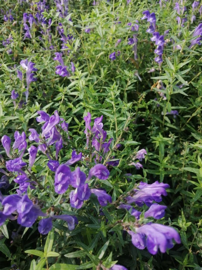 黄芩万亩高含量黄芩种植基地批发市场产地直供鲜黄芩