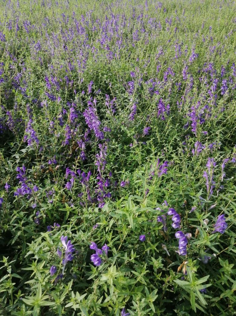 黄芩万亩高含量黄芩种植基地批发市场产地直供鲜黄芩