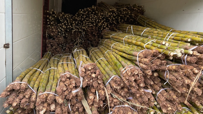 怀化甘蔗丰收装车现场