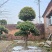 【牛商推荐】湖北刺冬青造型树产地直销