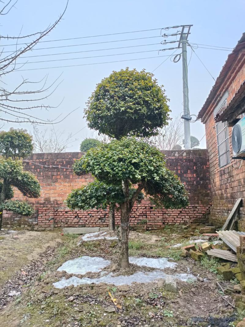 【牛商推荐】湖北刺冬青造型树产地直销