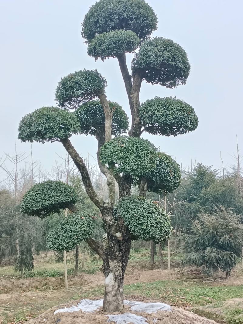 【牛商推荐】湖北刺冬青造型树产地直销