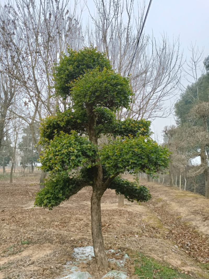【牛商推荐】湖北刺冬青造型树产地直销