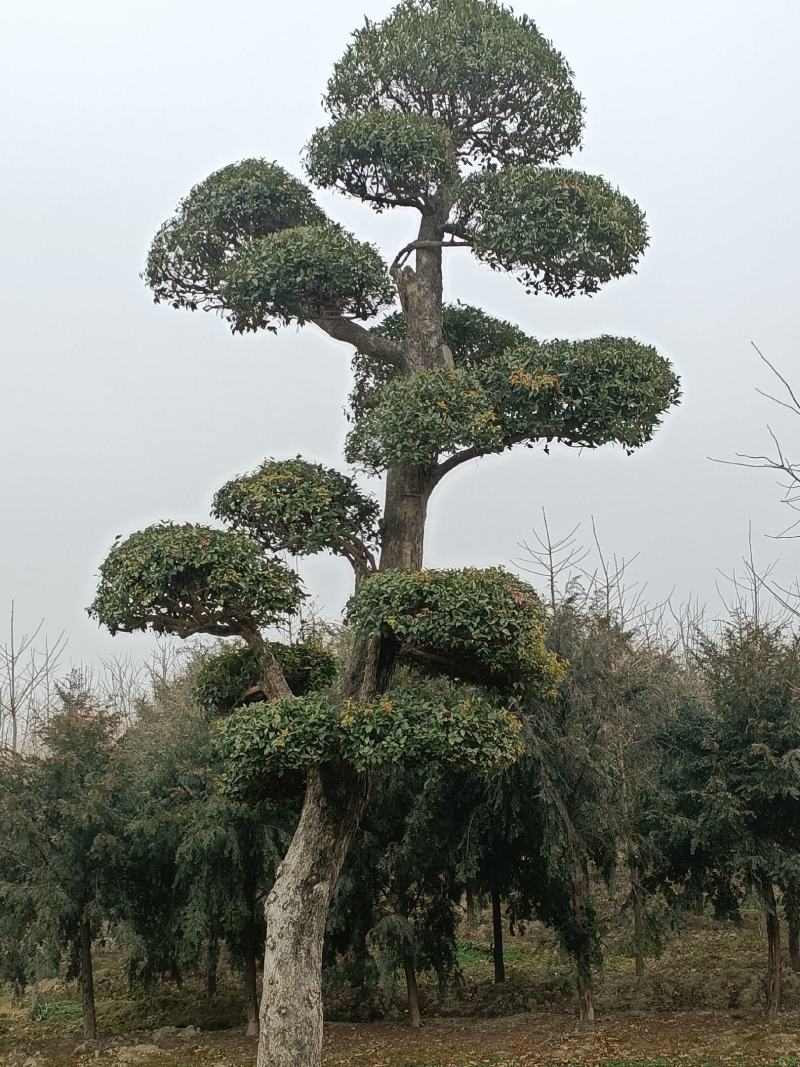 【牛商推荐】湖北刺冬青造型树产地直销