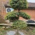 【牛商推荐】湖北刺冬青造型树产地直销