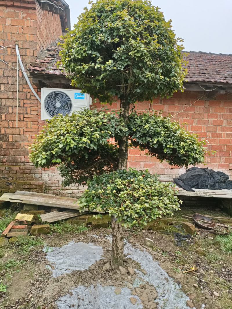 【牛商推荐】湖北刺冬青造型树产地直销
