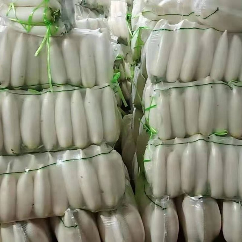 精品白萝卜萝卜产地看货论价保质保量欢迎订购