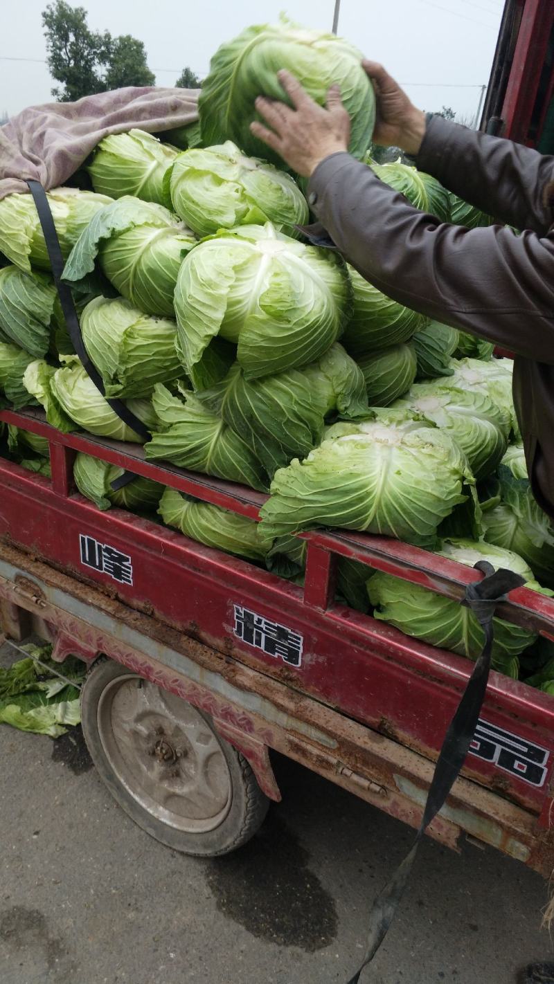 圆白莱，颜色好，质量保证