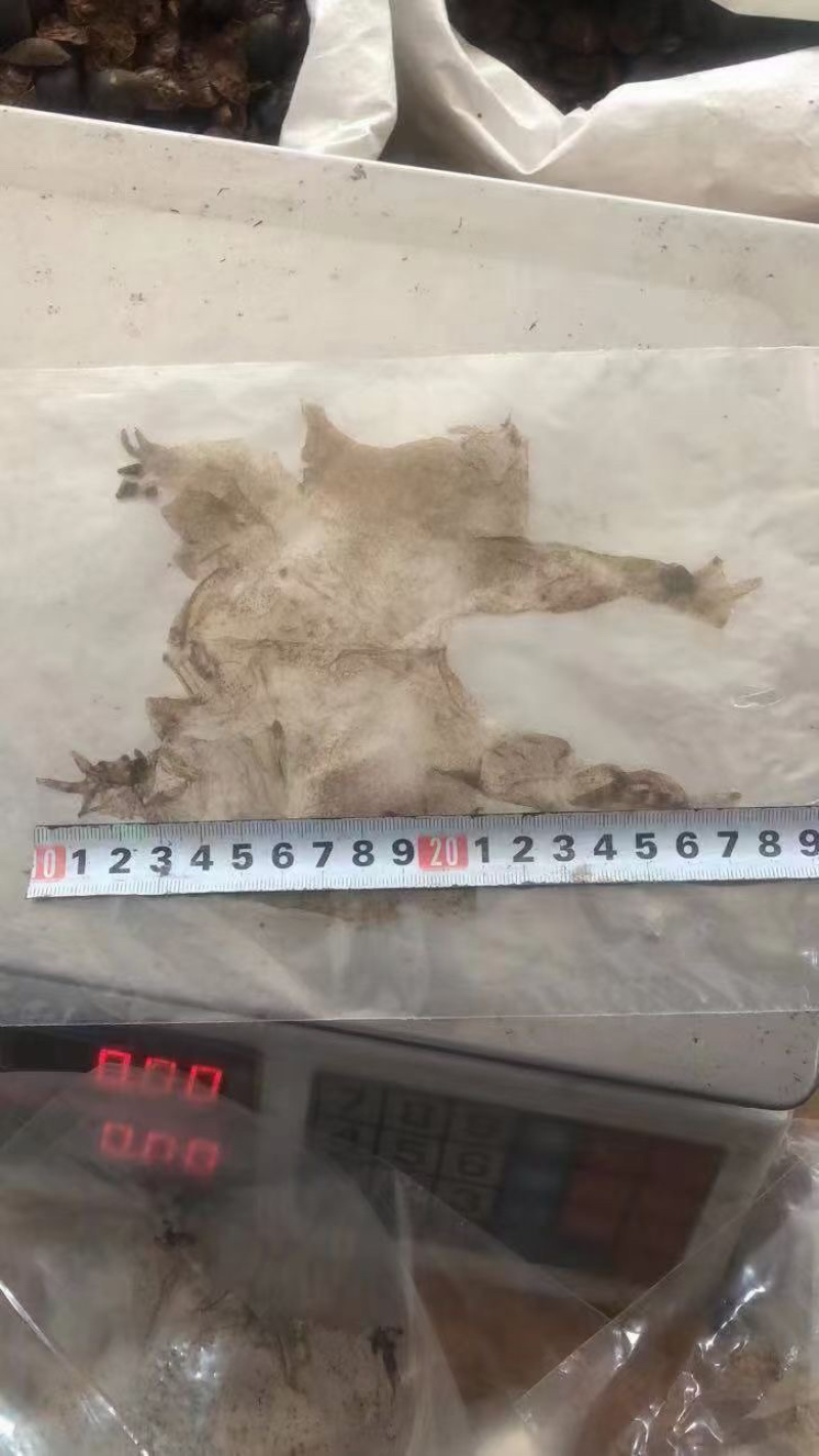 蟾蜍皮蟾蜍衣癞蛤蟆皮活体蟾蜍干蟾蜍皮一手货源