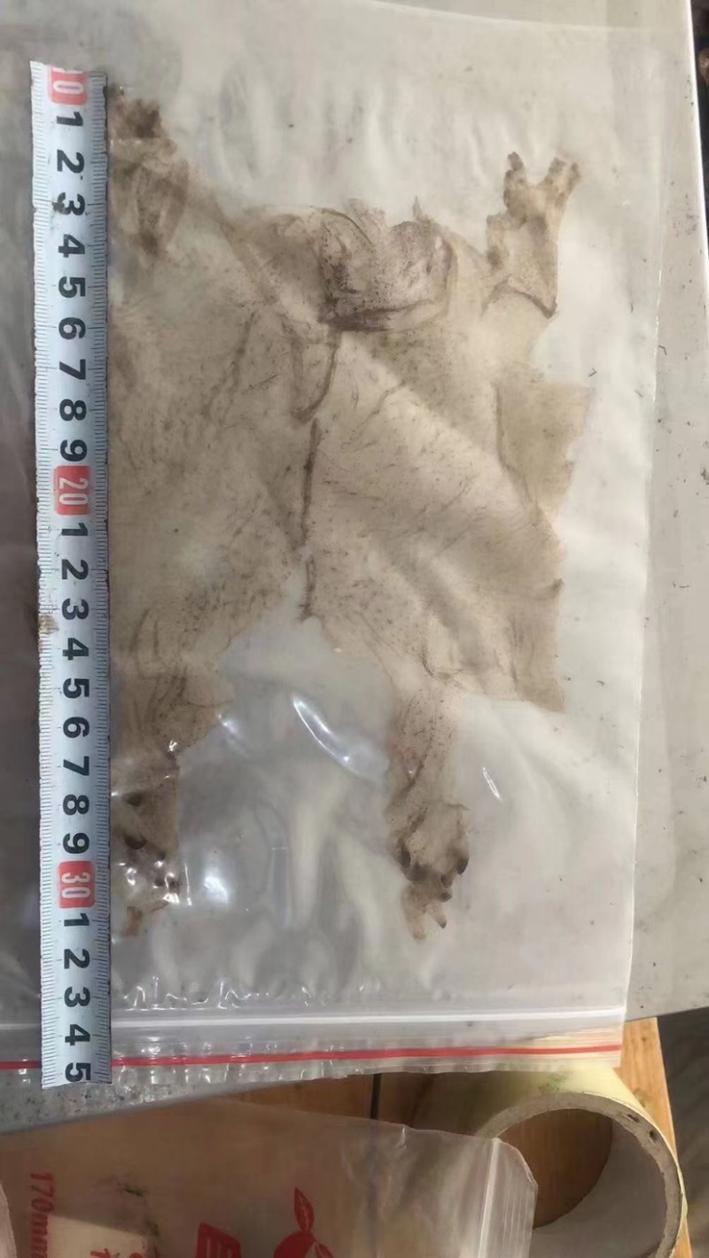 蟾蜍皮蟾蜍衣癞蛤蟆皮活体蟾蜍干蟾蜍皮一手货源