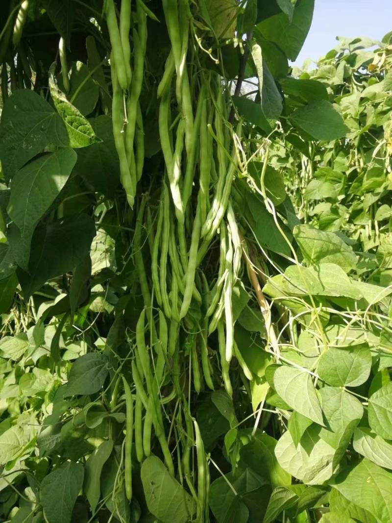 小金豆种子四季豆种子基地推荐品种绿荚扁圆高产无筋