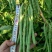 小金豆种子四季豆种子基地推荐品种绿荚扁圆高产无筋