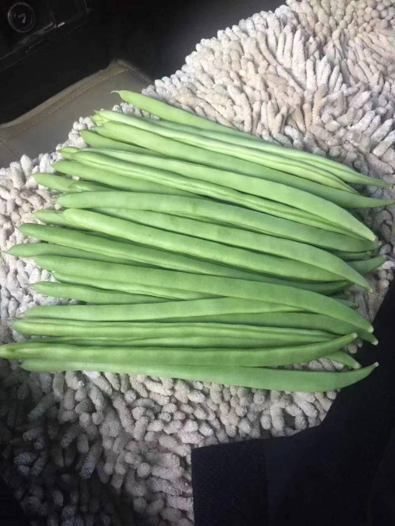 小金豆种子四季豆种子基地推荐品种绿荚扁圆高产无筋