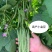 小金豆种子四季豆种子基地推荐品种绿荚扁圆高产无筋