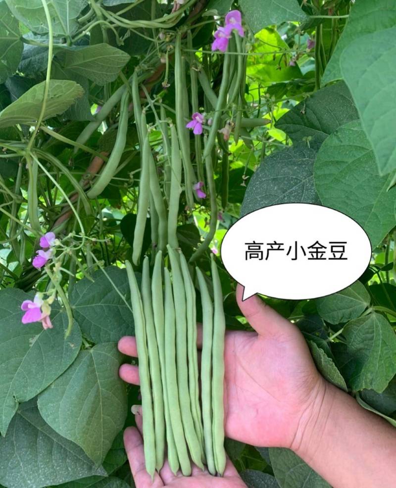 小金豆种子四季豆种子基地推荐品种绿荚扁圆高产无筋