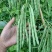 小金豆种子四季豆种子基地推荐品种绿荚扁圆高产无筋
