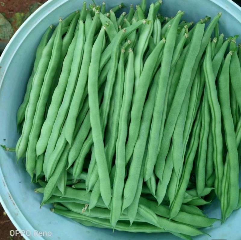 小金豆种子四季豆种子基地推荐品种绿荚扁圆高产无筋