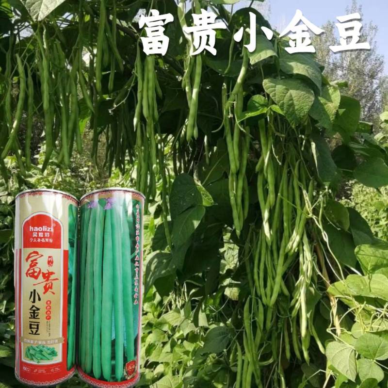 小金豆种子四季豆种子基地推荐品种绿荚扁圆高产无筋