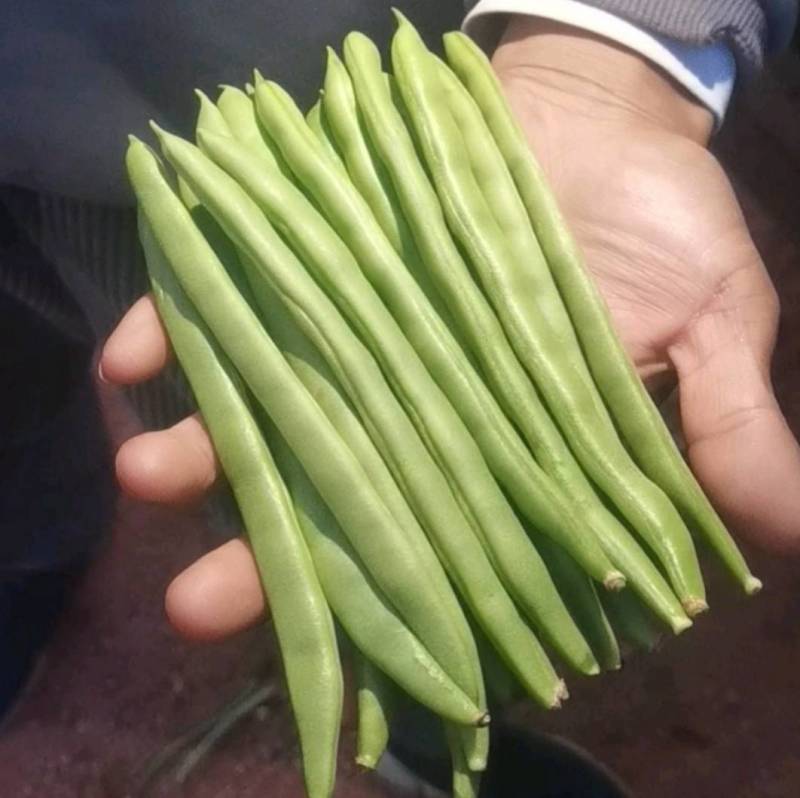 小金豆种子四季豆种子基地推荐品种绿荚扁圆高产无筋
